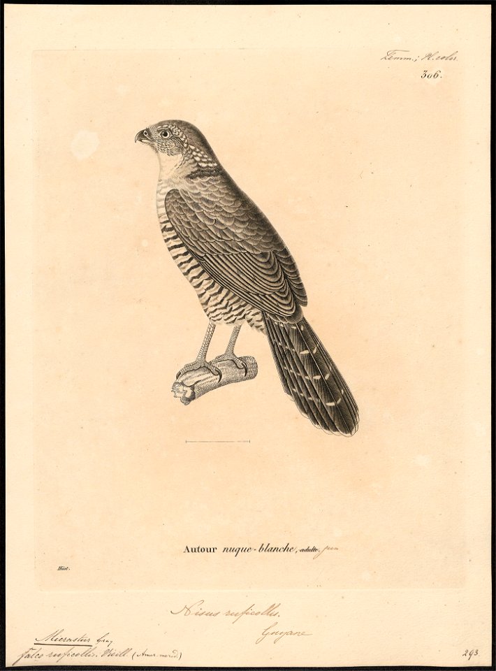 Micrastur ruficollis - 1700-1880 - Print - Iconographia Zoologica - Special Collections University of Amsterdam - UBA01 IZ18300063