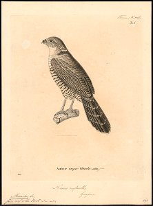 Micrastur ruficollis - 1700-1880 - Print - Iconographia Zoologica - Special Collections University of Amsterdam - UBA01 IZ18300063. Free illustration for personal and commercial use.