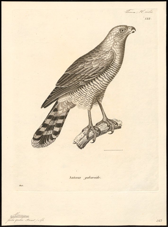 Micronisus gabar - 1700-1880 - Print - Iconographia Zoologica - Special Collections University of Amsterdam - UBA01 IZ18300151