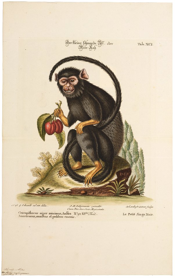 Midas rufimanus - 1700-1880 - Print - Iconographia Zoologica - Special Collections University of Amsterdam - UBA01 IZ20200023