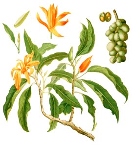 Michelia champaca Blanco1.191-cropped