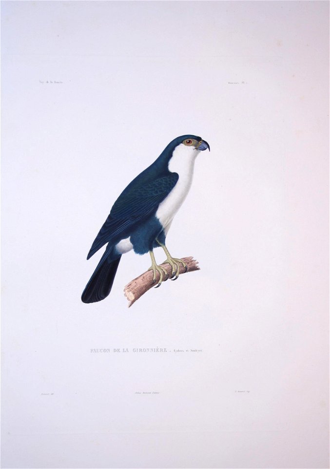 Microhierax erythrogenys - Bonite-oiseaux-pl01