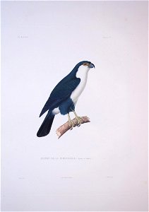 Microhierax erythrogenys - Bonite-oiseaux-pl01