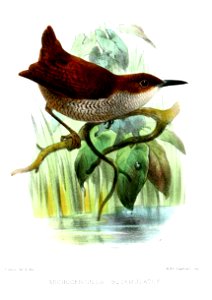 MicrocerculusSquamulatusSmit