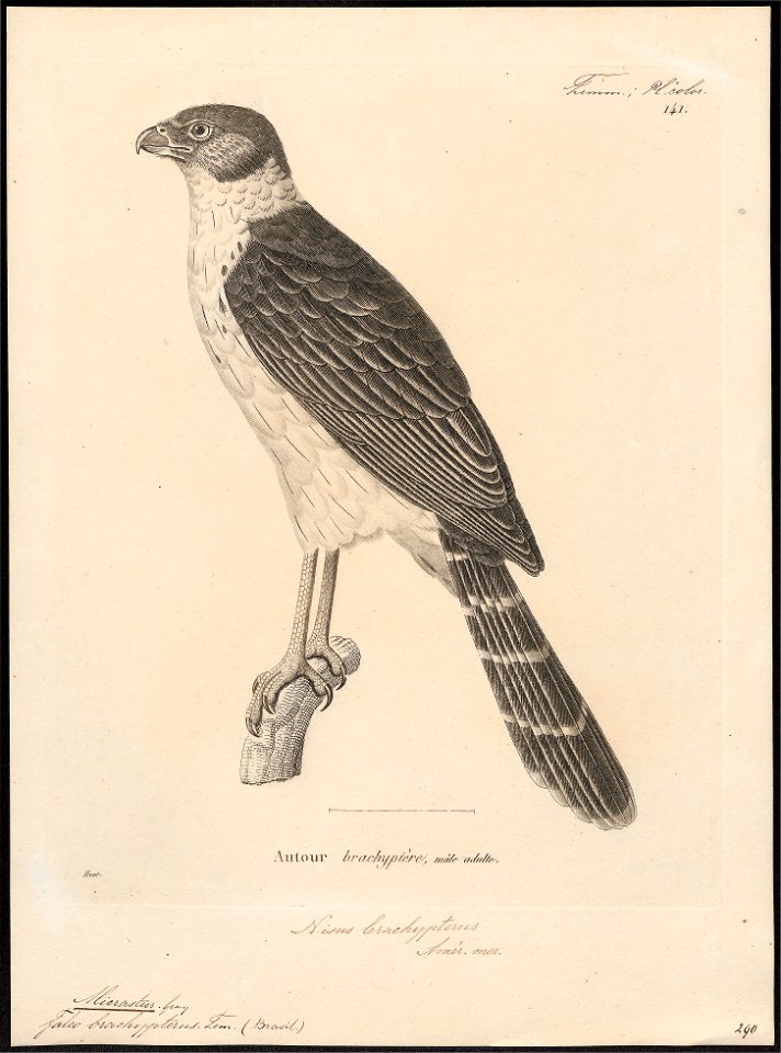 Micrastur brachypterus - 1700-1880 - Print - Iconographia Zoologica - Special Collections University of Amsterdam - UBA01 IZ18300059