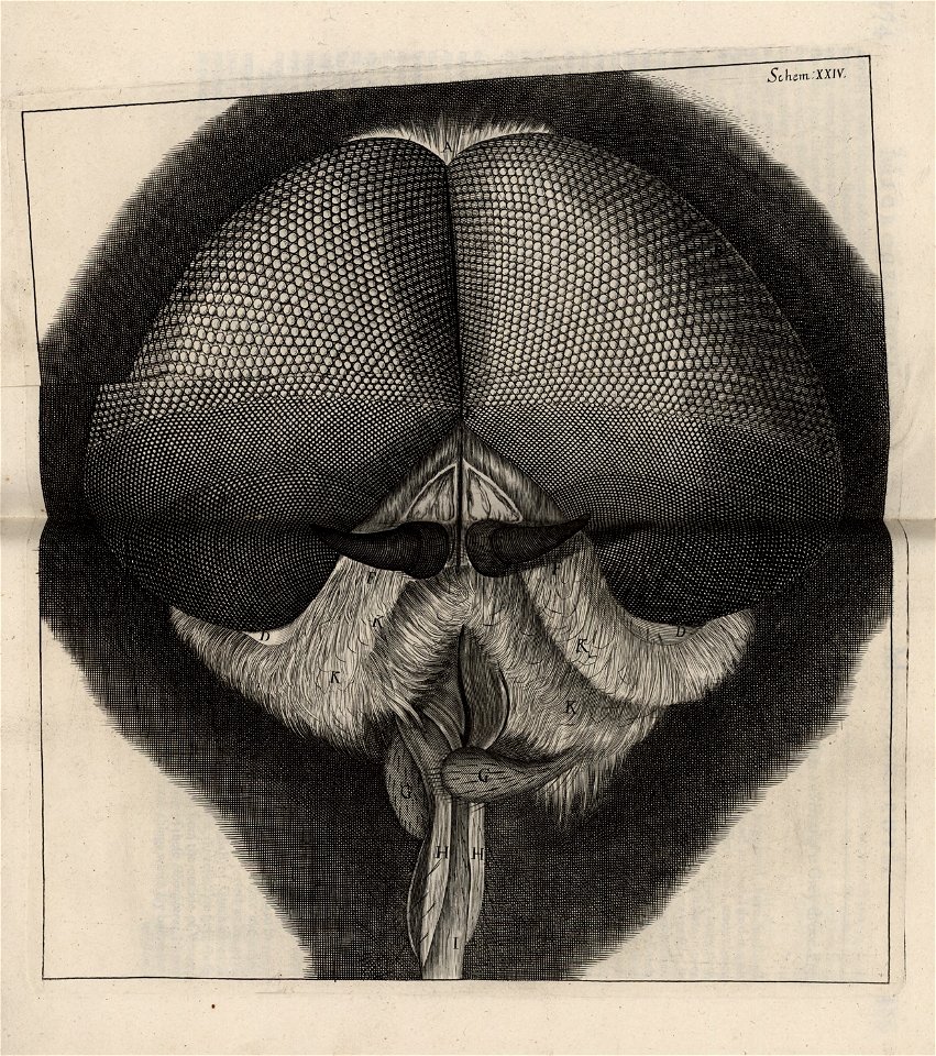 Micrographia Schem 24