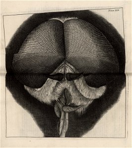 Micrographia Schem 24