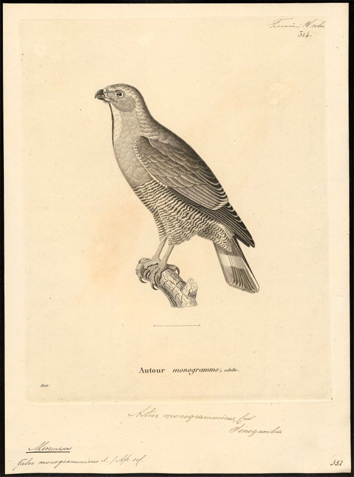 Micronisus monogrammicus - 1700-1880 - Print - Iconographia Zoologica - Special Collections University of Amsterdam - UBA01 IZ18300171