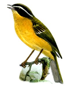 MicrospingusTrifasciatusKeulemans
