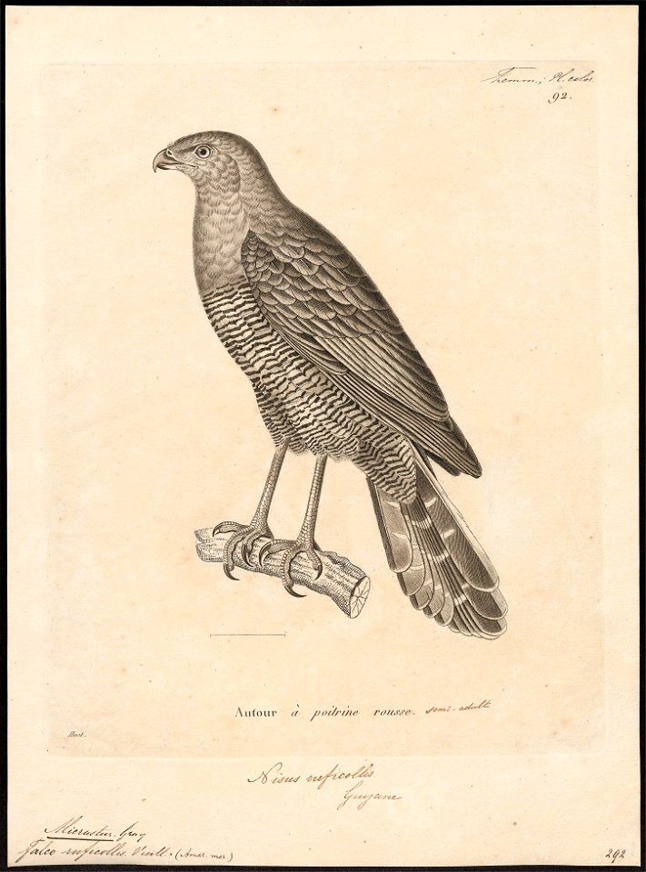 Micrastur ruficollis - 1700-1880 - Print - Iconographia Zoologica - Special Collections University of Amsterdam - UBA01 IZ18300061