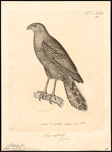 Micrastur ruficollis - 1700-1880 - Print - Iconographia Zoologica - Special Collections University of Amsterdam - UBA01 IZ18300061. Free illustration for personal and commercial use.