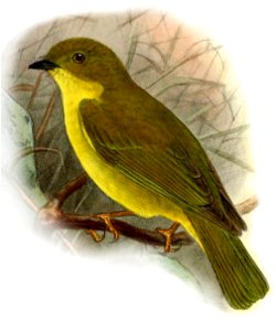 Microeca papuana