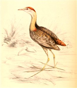 Microparra capensis capensis 1838