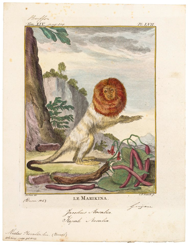 Midas rosalia - 1700-1880 - Print - Iconographia Zoologica - Special Collections University of Amsterdam - UBA01 IZ20200055