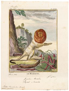 Midas rosalia - 1700-1880 - Print - Iconographia Zoologica - Special Collections University of Amsterdam - UBA01 IZ20200055