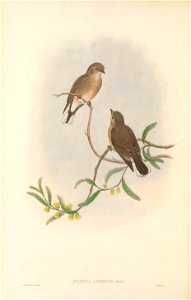 Microeca assimilis - The Birds of New Guinea