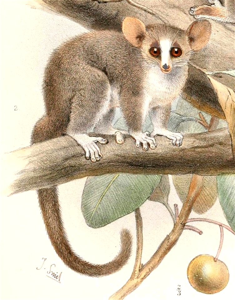 Microcebus murinus minor 1894