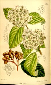 Micromeles caloneura 136-8335