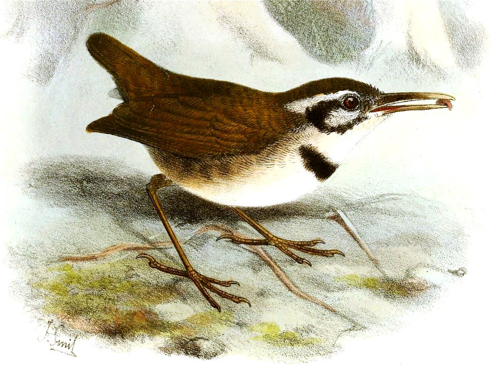 MicrobatesCollarisSmit (cropped)