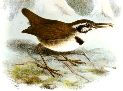 MicrobatesCollarisSmit (cropped)