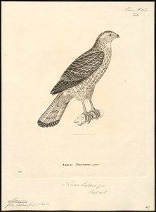Micronisus badius - 1700-1880 - Print - Iconographia Zoologica - Special Collections University of Amsterdam - UBA01 IZ18300157