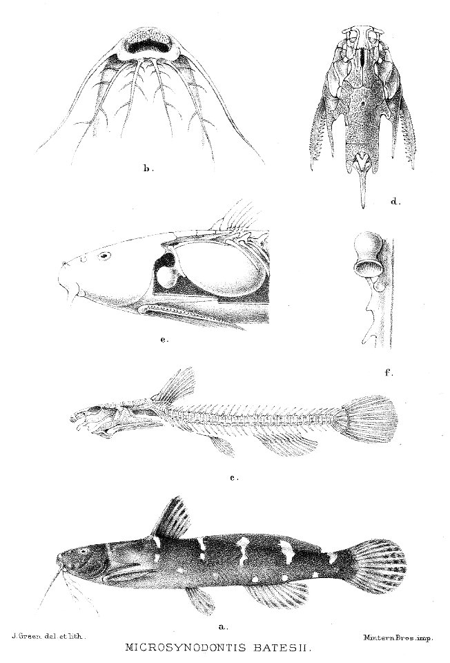 Microsynodontis batesii