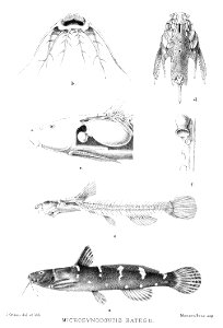 Microsynodontis batesii