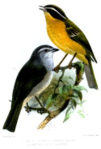 MicrospingusDacnideaKeulemans
