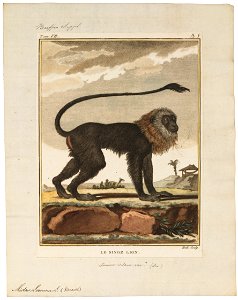Midas leonina - 1700-1880 - Print - Iconographia Zoologica - Special Collections University of Amsterdam - UBA01 IZ20200061