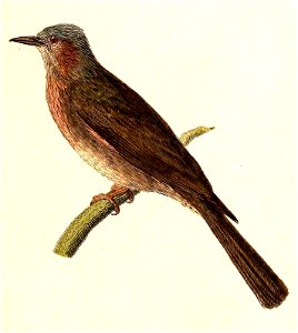 Microscelis amaurotis 1832