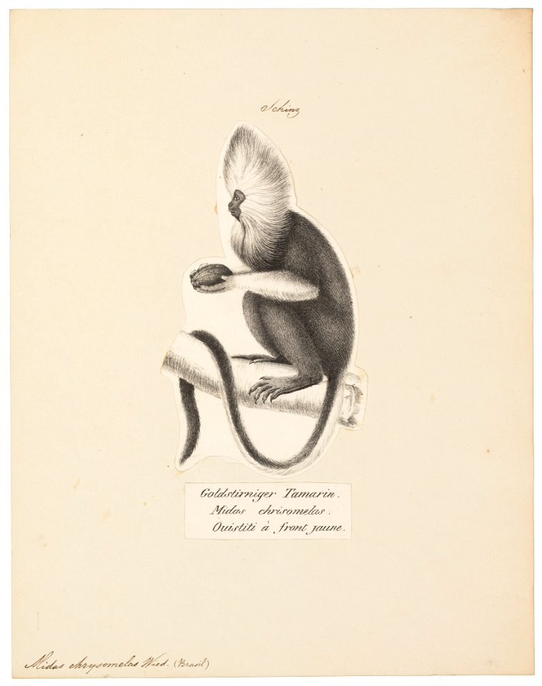 Midas chrysomelas - 1809-1845 - Print - Iconographia Zoologica - Special Collections University of Amsterdam - UBA01 IZ20200049