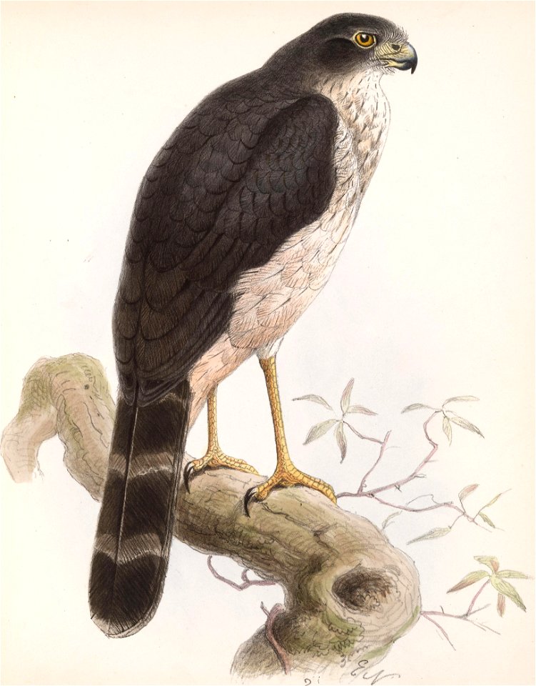 Micrastur mirandollei 1902