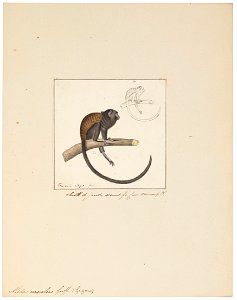 Midas ursulus - 1829-1867 - Print - Iconographia Zoologica - Special Collections University of Amsterdam - UBA01 IZ20200067