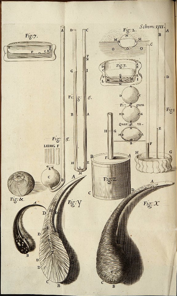 Microgarphia schem 4