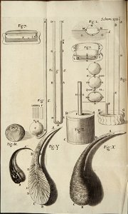 Microgarphia schem 4