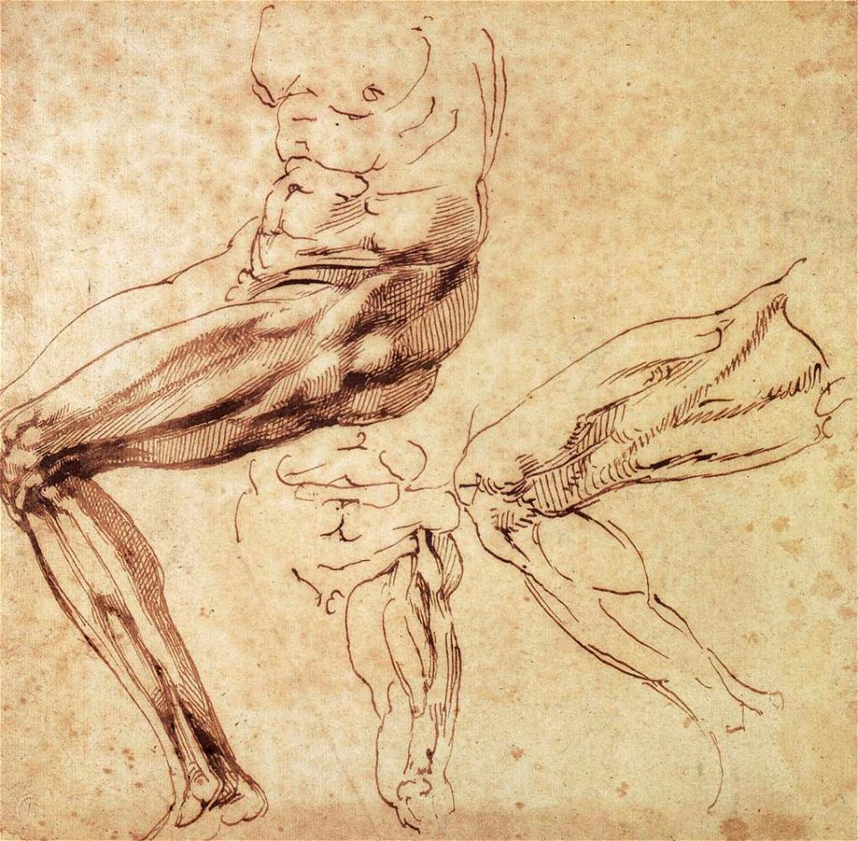 Michelangelo, Three Studies of a Leg
