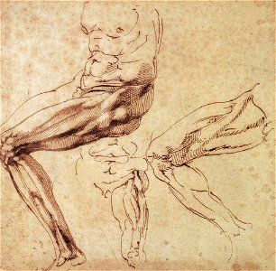 Michelangelo, Three Studies of a Leg