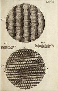 Micrographia Schem 3