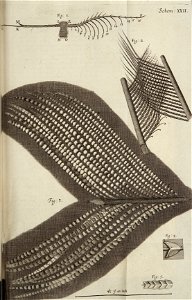 Micrographia Schem 22