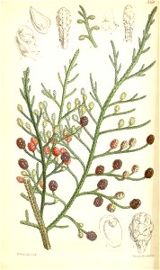 Microcachrys tetragona