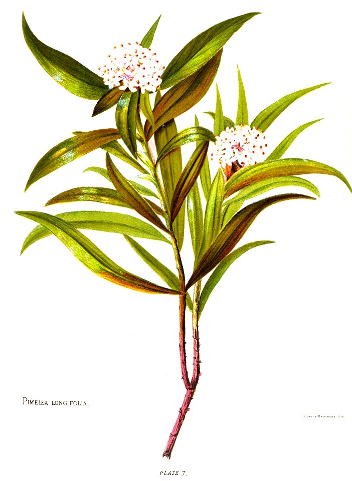 Nfnz d059 pimelea longifolia