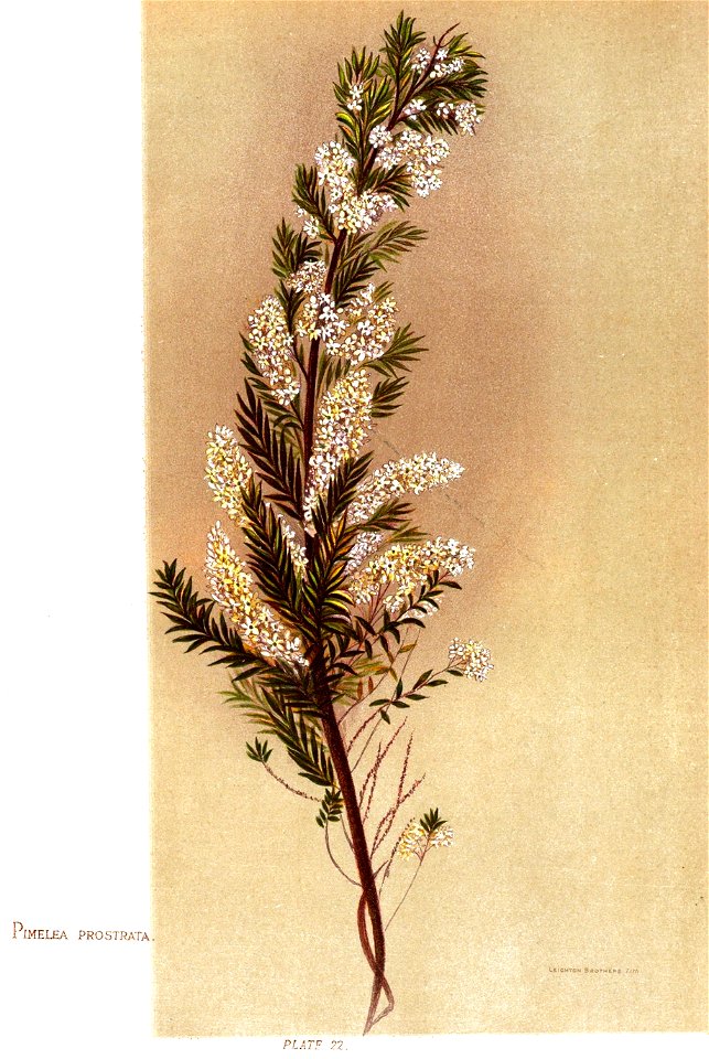 Nfnz d145 pimelea prostrata