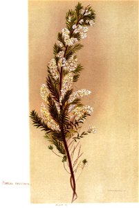 Nfnz d145 pimelea prostrata