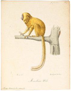 Midas rosalia - 1818-1842 - Print - Iconographia Zoologica - Special Collections University of Amsterdam - UBA01 IZ20200053