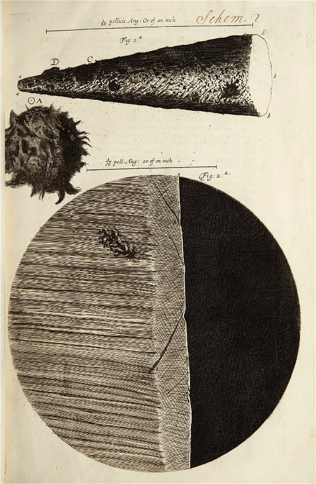 Micrographia schem 2