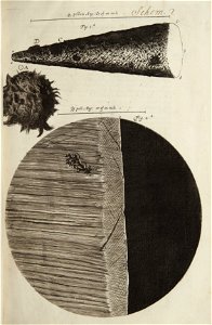 Micrographia schem 2