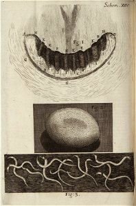 Micrographia Schem 25