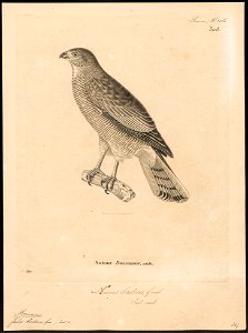 Micronisus badius - 1700-1880 - Print - Iconographia Zoologica - Special Collections University of Amsterdam - UBA01 IZ18300155