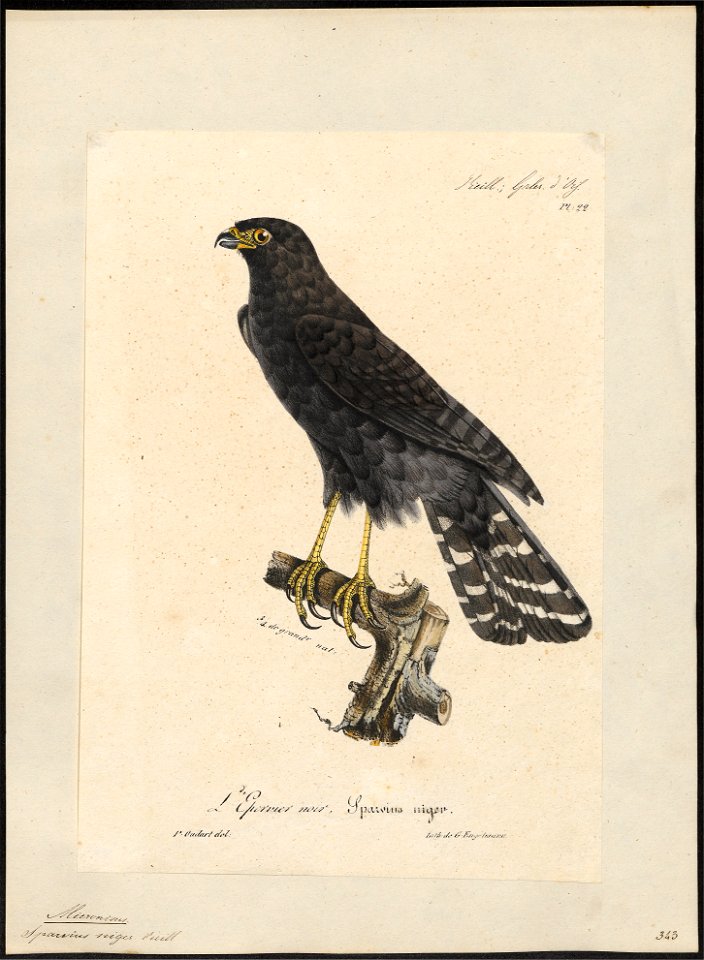 Micronisus niger - 1825-1834 - Print - Iconographia Zoologica - Special Collections University of Amsterdam - UBA01 IZ18300153