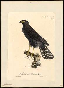 Micronisus niger - 1825-1834 - Print - Iconographia Zoologica - Special Collections University of Amsterdam - UBA01 IZ18300153